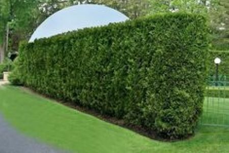 instalação de cercas vivas instalação de cercas vivas