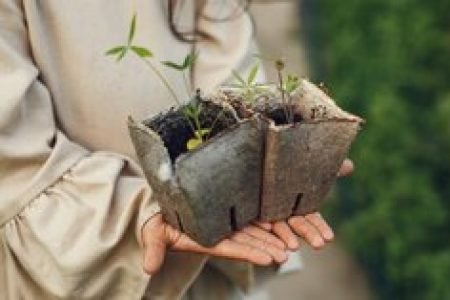 manutenção de vasos e jardins externos manutenção de vasos e jardins externos