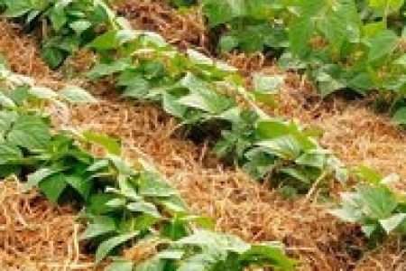 mulching (cobertura do solo) mulching (cobertura do solo)